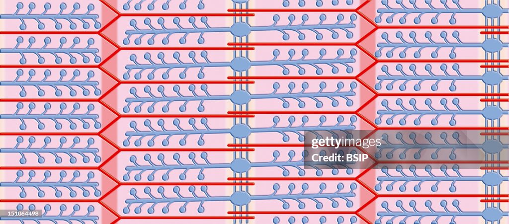 Skeletal Muscle, Illustration