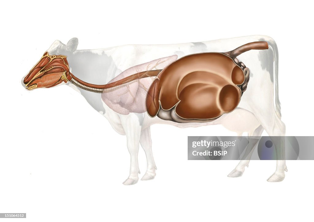 Anatomy Of The Cow Digestive Apparatus. From Left To Right Mouth And... News Photo - Getty Images Anatomy Of The Cow Digestive Apparatus. From Left To Right Mouth And... News Photo - Getty Images