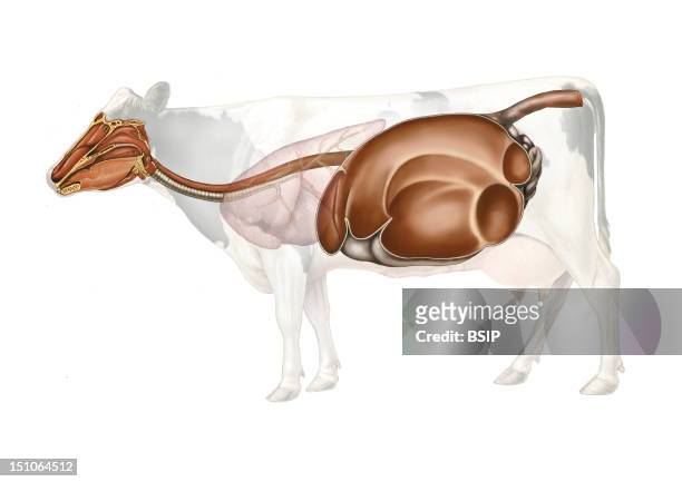 Anatomy Of The Cow Digestive Apparatus. From Left To Right Mouth And Esophagus, The Reticulum Brown Excrescence On The Left, The Rumen Or Composed...