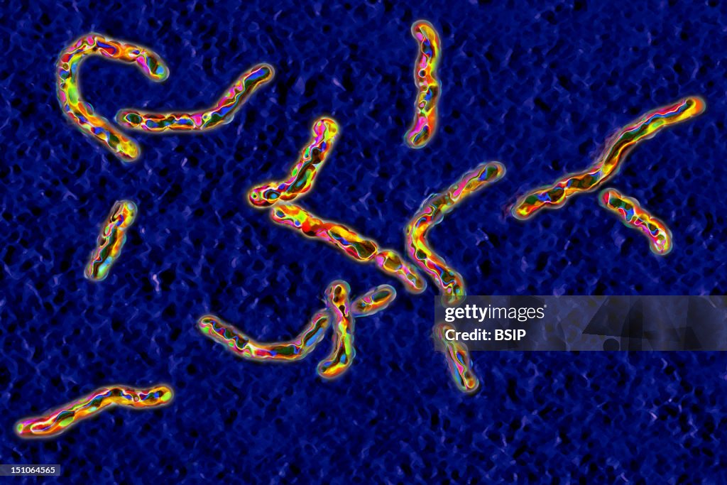 Mycobacterium Tuberculosis