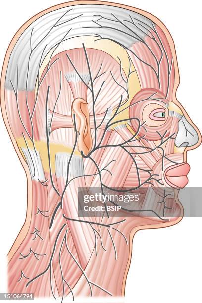 Body Inervation 79 Innervation Stock Photos, High-Res Pictures, and Images - Getty Images