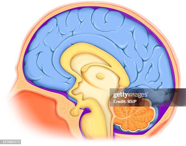 Anatomy Of The Encephalon In Situation In The Cranial Box Median Section, With : The Cranial Box In Beige, The Meninges With The Cephalorachidian...