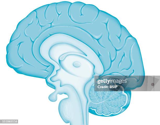 Anatomy Of The Encephalon Median Section. This Image Is Part Of A Series On The Brain Anatomy And Pathologies.