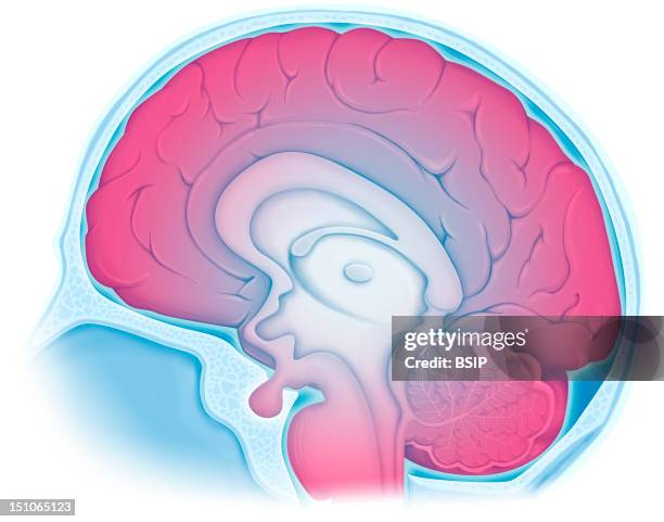 Anatomy Of The Encephalon In Situation In The Cranial Box Median Section, With : The Cranial Box, The Meninges With The Cephalorachidian Liquid, The...