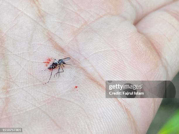 the aedes aegypti mosquito that causes dengue fever - suga bildbanksfoton och bilder