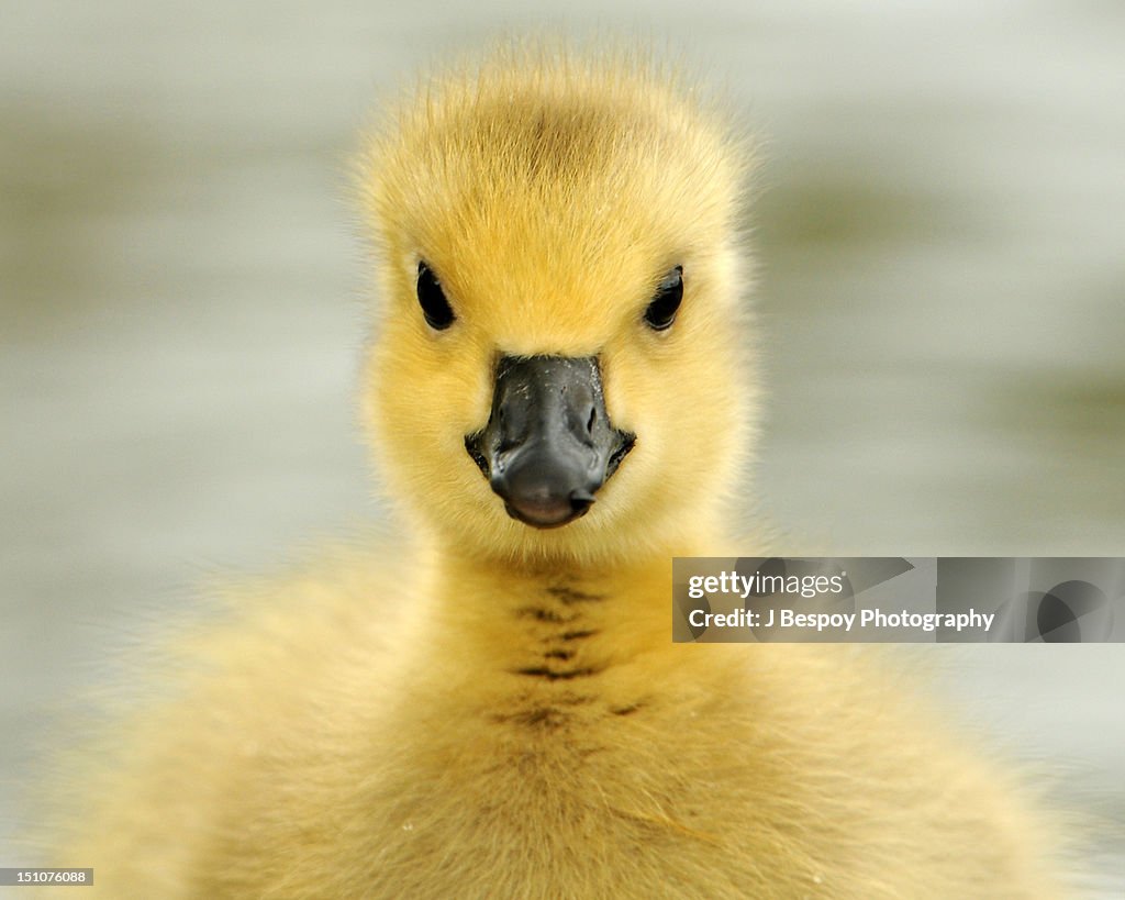 Canada goose gosling