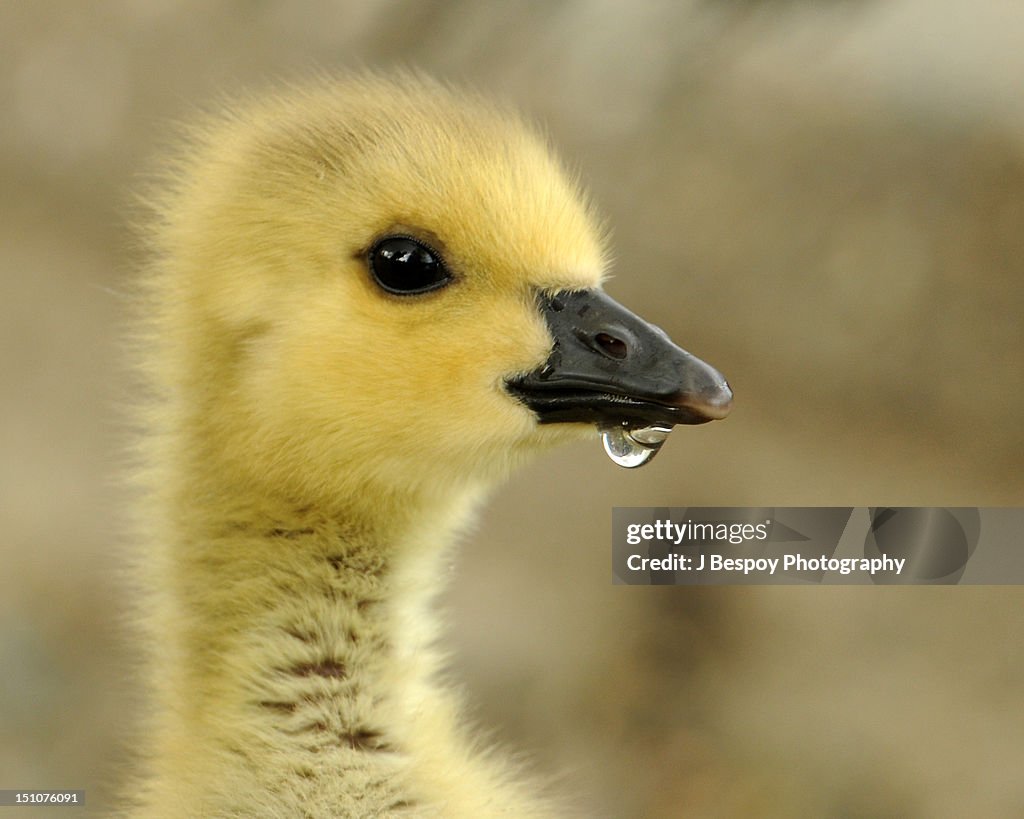 Canada goose gosling