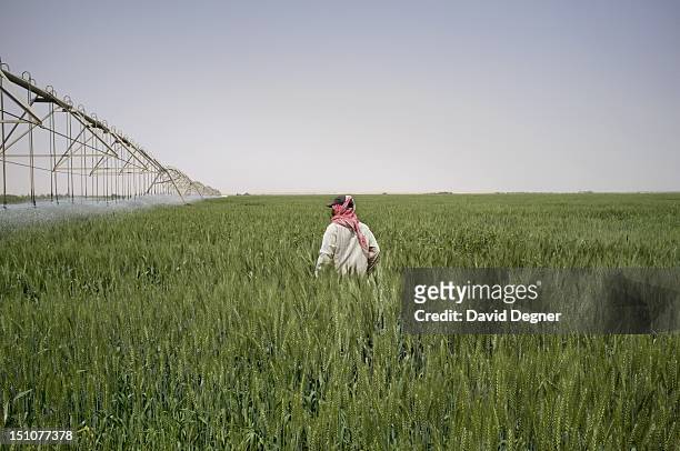 Mohamad Abdelaziz from Baharia is responsible for a large field of grain in the Southern Valley Company Farm, March 13, 2012. He has been working in...