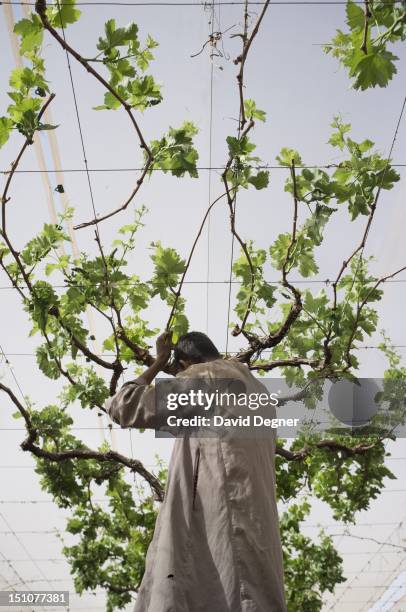 Ahmed Sabr, a 17 year old student from Kom Ombo, prunes grapes vines with his classmates at KADCO, Kingdom Agricultural Development Company, invested...