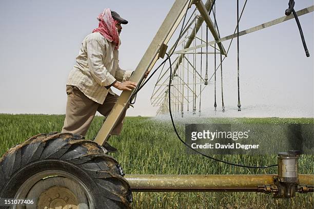 Mohamad Abdelaziz from Baharia is responsible for a large field of grain in the Southern Valley Company Farm, march 13, 2012. He has been working in...