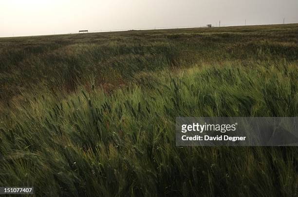 Field of grains at KADCO, Kingdom Agricultural Development Company, invested in by Prince Walid Bin Talal, March 13, 2012. The Toshka Project is an...