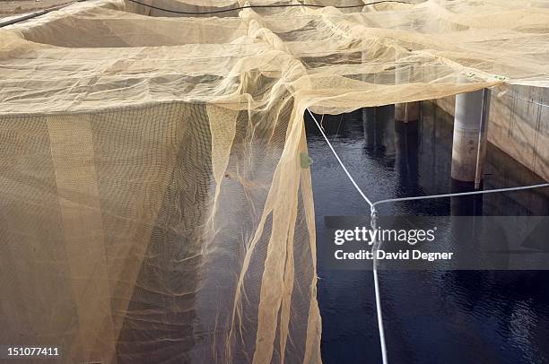 The pumping station at KADCO, Kingdom Agricultural Development Company, pulls water out of the canal coming from Lake Nasr, March 13, 2012. The...