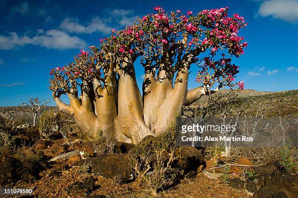 socotra desert rose - desert rose socotra stock pictures, royalty-free photos & images