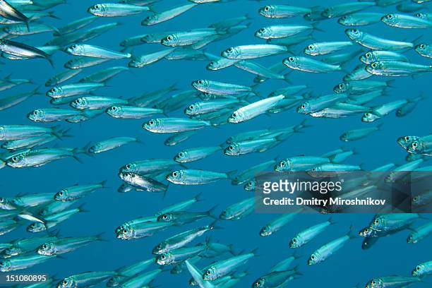 sardines - sardine bildbanksfoton och bilder