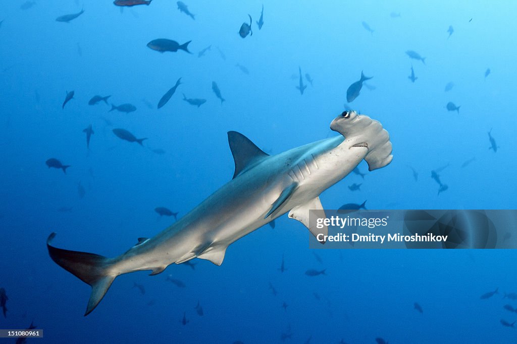 Hammerhead shark