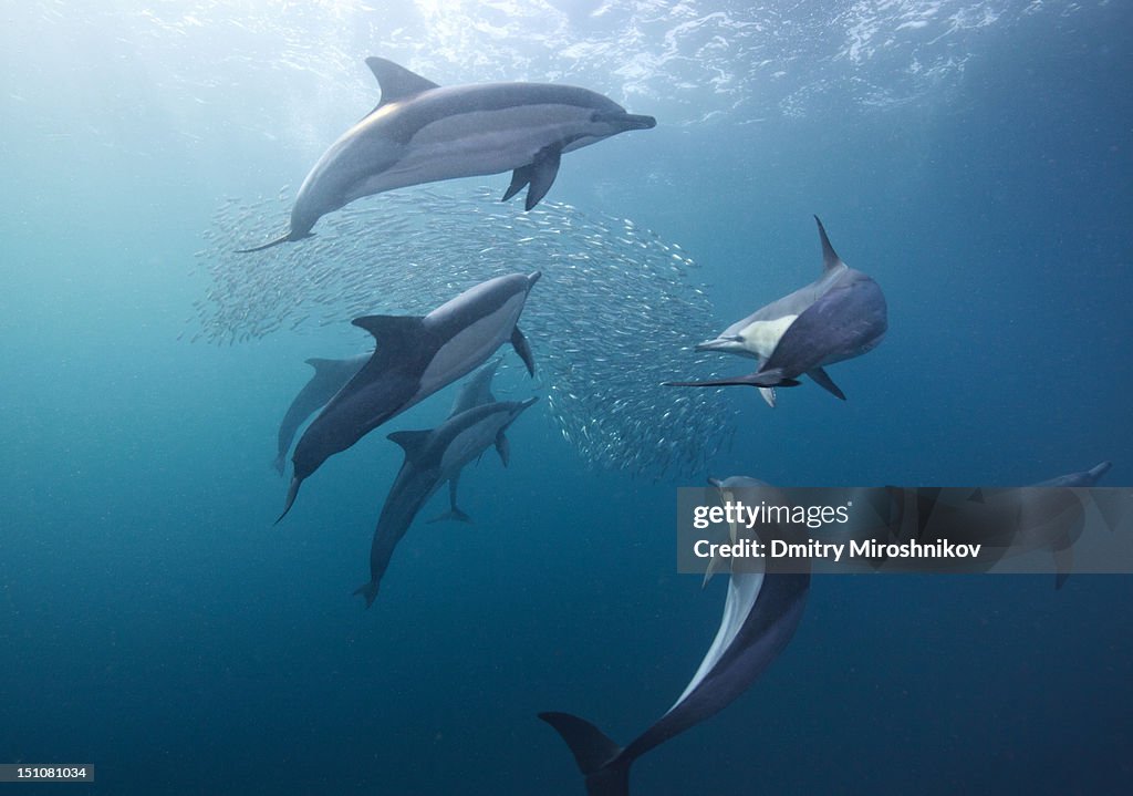 Dolphin with sardines fish