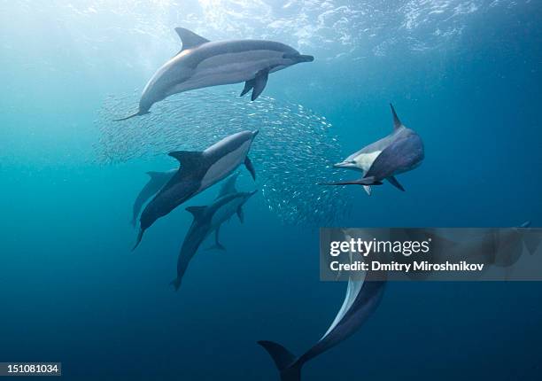 dolphin with sardines fish - dolphin underwater stock pictures, royalty-free photos & images