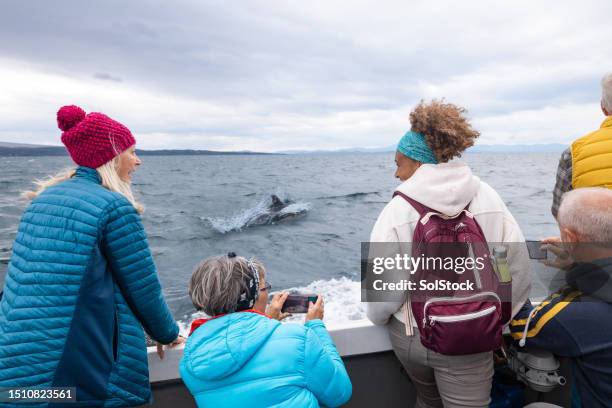 watching the dolphins - tourist stock pictures, royalty-free photos & images