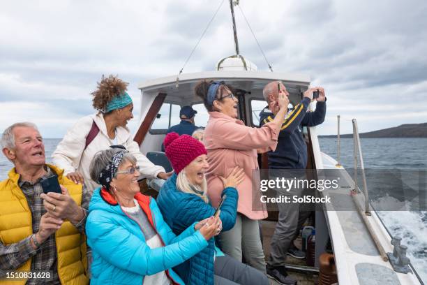 here come the dolphins! - tour boat stock pictures, royalty-free photos & images