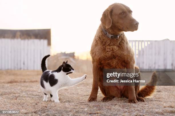 cat and dog - of dogs and cats together stock pictures, royalty-free photos & images