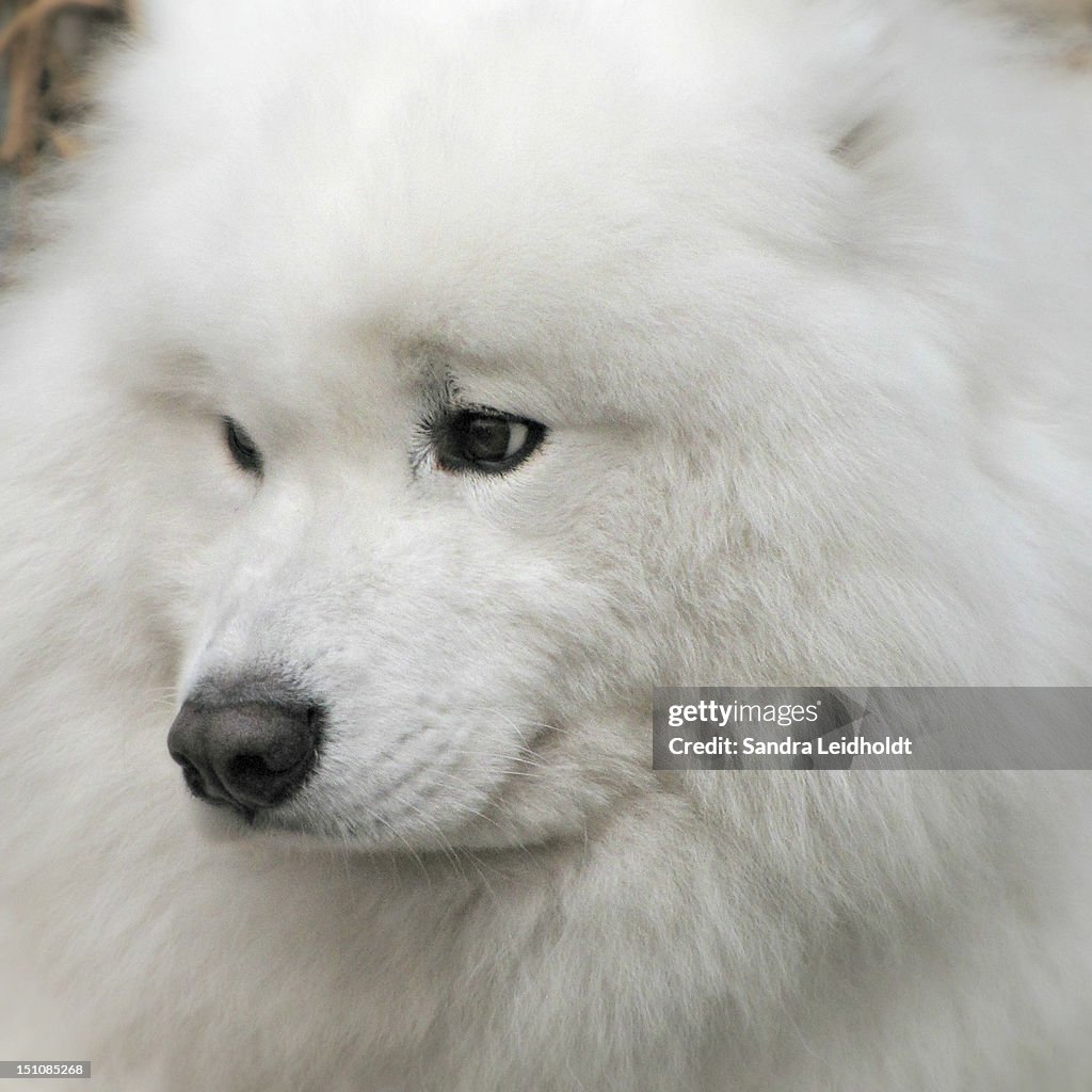 Samoyed Dog