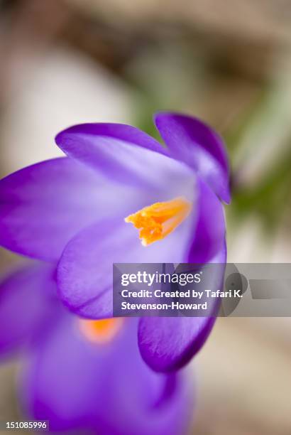 crocus flower - ypsilanti stock pictures, royalty-free photos & images