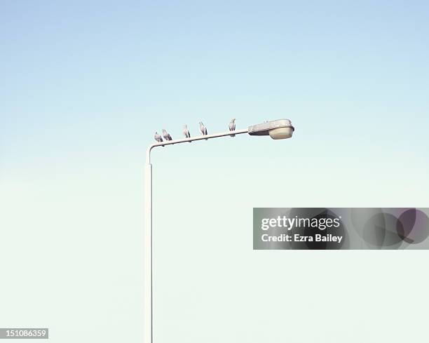 pigeons of a lamp post - street light post stock pictures, royalty-free photos & images