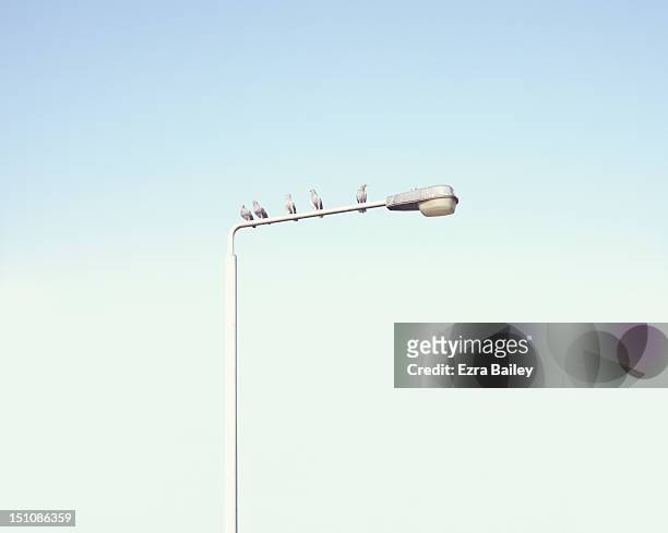 pigeons of a lamp post - five animals bildbanksfoton och bilder