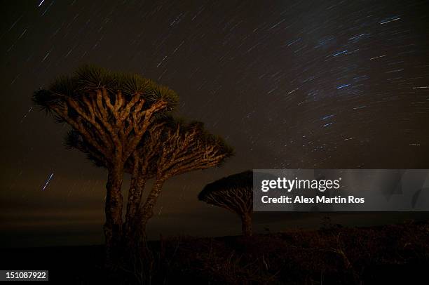 socotra dragon tree - dragon tree stock pictures, royalty-free photos & images