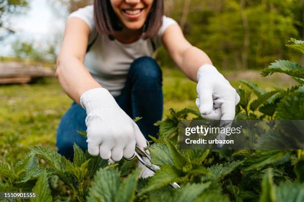 young woman picking nettle with scissors - grote brandnetel stockfoto's en -beelden