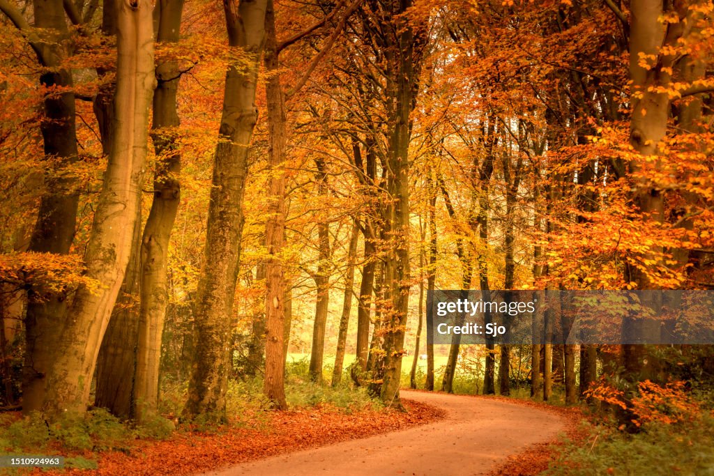 Path through a Beech tree forest during the fall