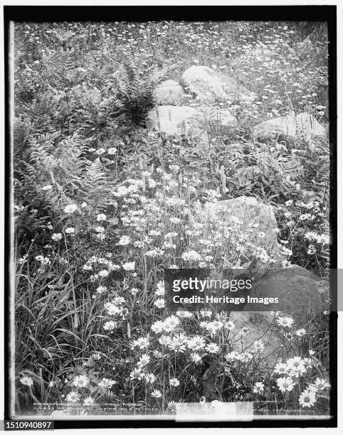 Adirondack mountain wildflowers, circa 1902. Creator: William H. Jackson.