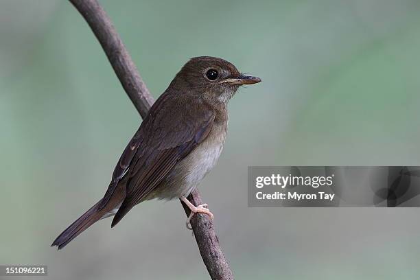 78 Myron Brown Stock Photos, HighRes Pictures, and Images Getty Images