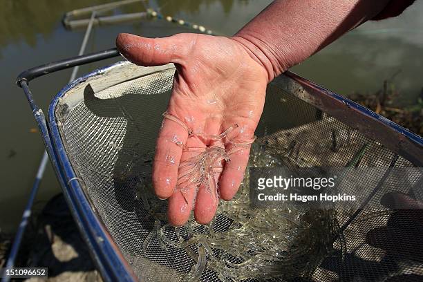 448 Whitebait Stock Photos, High-Res Pictures, and Images - Getty