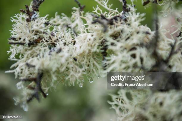 reindeer lichen, cladonia rangiferina - cladonia stock pictures, royalty-free photos & images