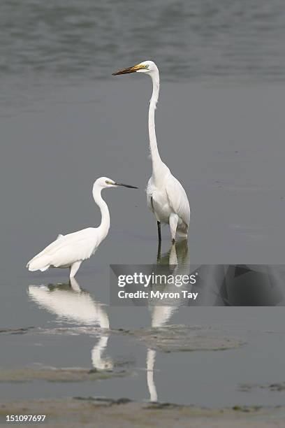 great egret - thailand focus 2011 stock-fotos und bilder