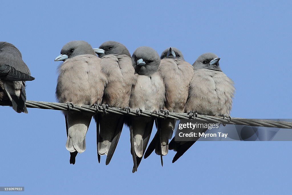 Ashy Woodswallow