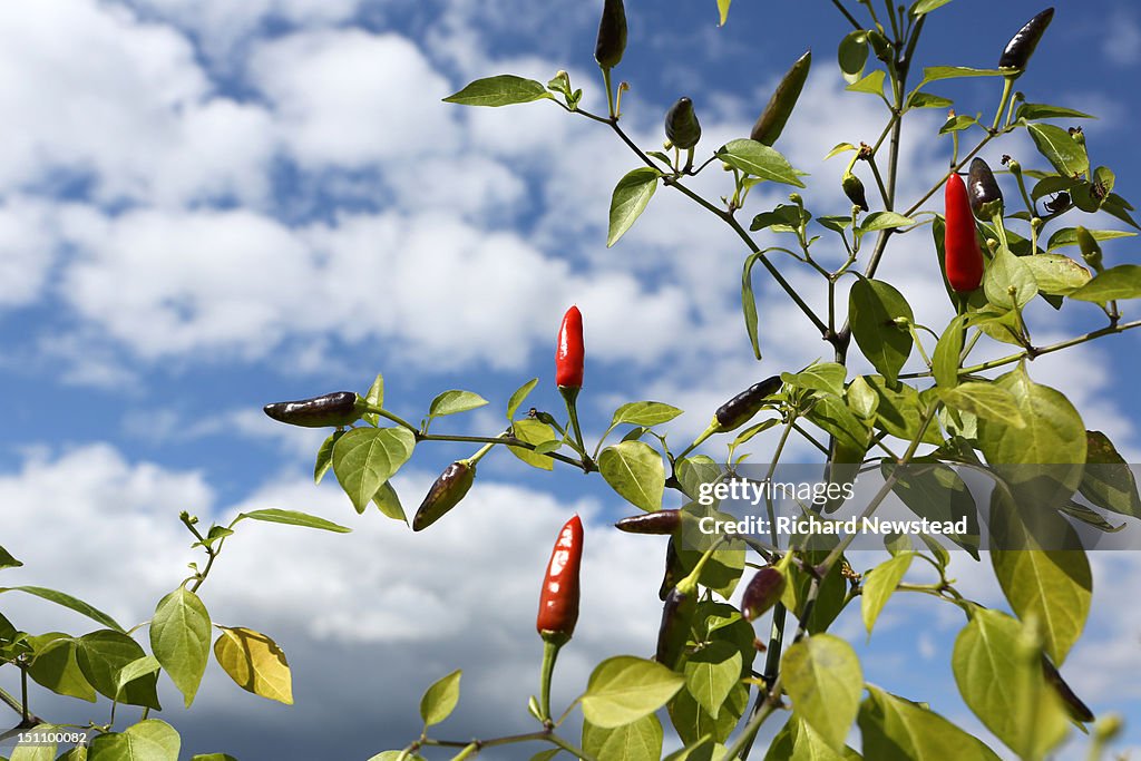 Chilli plant