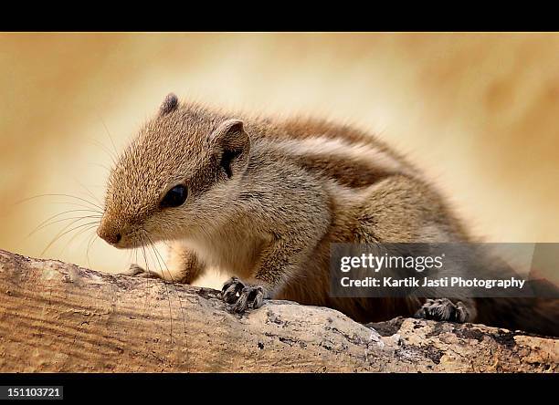 Funambulus 59 Funambulus Palmarum Stock Photos, High-Res Pictures, and Images ...