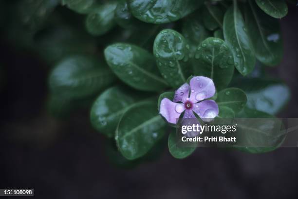 catharanthus roseus - priti bhatt stock pictures, royalty-free photos & images