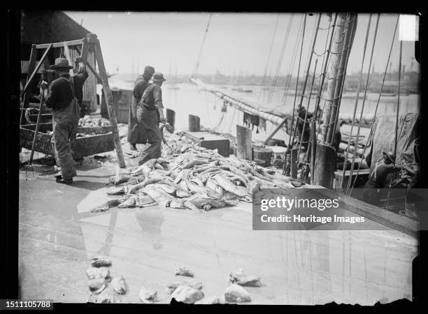 Unloading Gorton's codfish, Gloucester, Mass., between 1900 and 1915. Creator: Unknown.