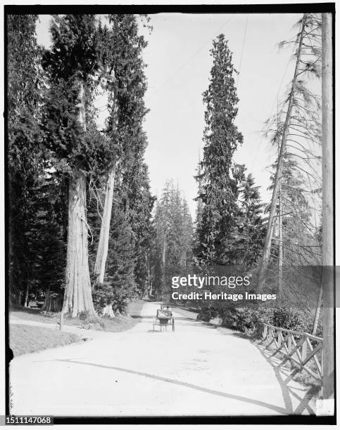 Driveway in Stanley Park, Vancouver, B.C., . Creator: Unknown.