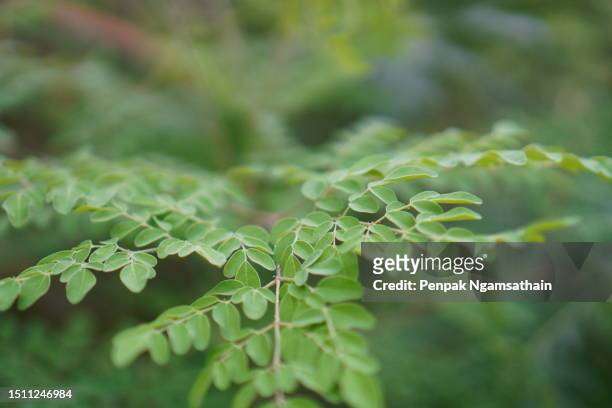 moringa oleifera lam guilandina moringa green leaves - moringa oleifera stock pictures, royalty-free photos & images