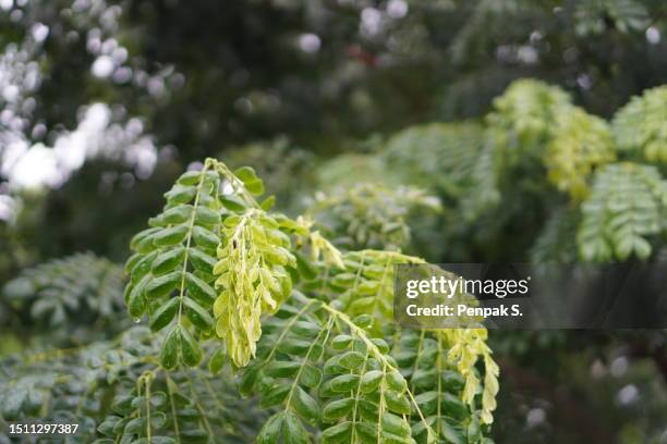 Sam An 111 Tall Saman Stock Photos, High-Res Pictures, and Images - Getty Images