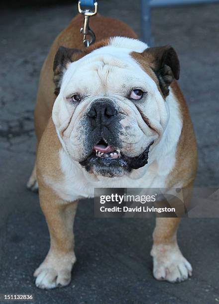Tillman the Skateboarding Dog attends Bark In The Park at Dodger Stadium on September 1, 2012 in Los Angeles, California.