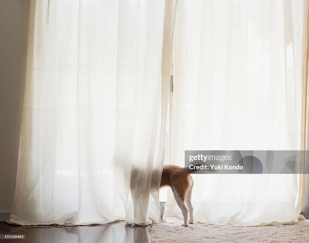 The dog which looks at the outside of a window.