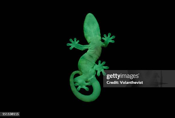 newborn lizard on other side of window - ilha de santa cruz ilhas galápagos imagens e fotografias de stock