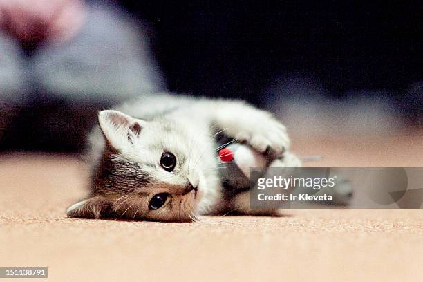 kitten with mouse toy - baby cat stock pictures, royalty-free photos & images