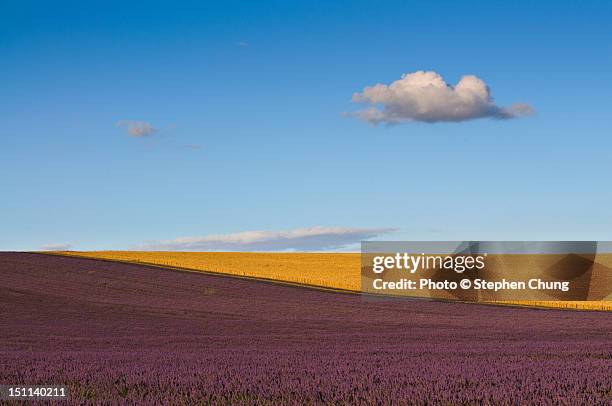 hitchin lavender - hitchin photos et images de collection