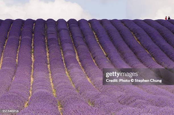 hitchin lavender - hitchin stock pictures, royalty-free photos & images